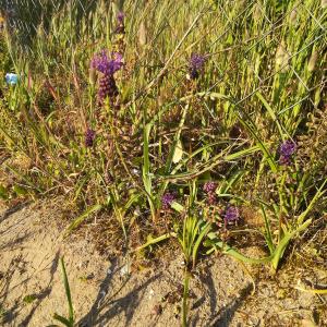 Photographie n°2178227 du taxon Muscari comosum (L.) Mill. [1768]