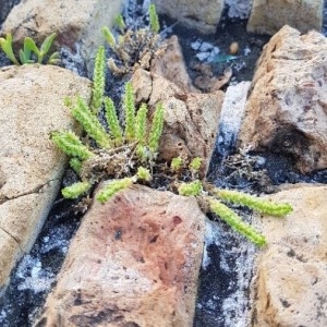 Photographie n°2178246 du taxon Valantia muralis L. [1753]