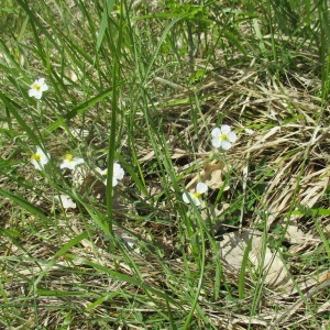 Photographie n°2178268 du taxon Helianthemum apenninum (L.) Mill.