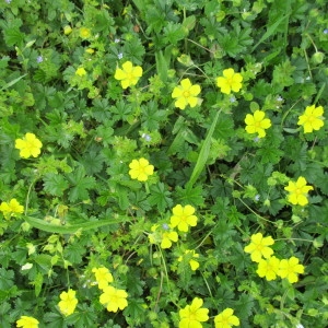 Photographie n°2178271 du taxon Potentilla verna L.