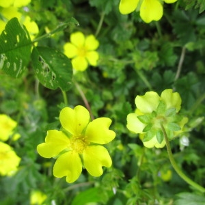 Photographie n°2178273 du taxon Potentilla verna L.