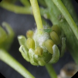 Photographie n°2178285 du taxon Acer pseudoplatanus L.
