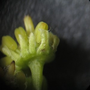 Photographie n°2178286 du taxon Acer pseudoplatanus L.