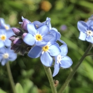 Photographie n°2178306 du taxon Myosotis des champs