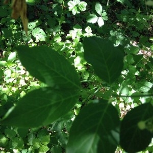 Photographie n°2178338 du taxon Euonymus europaeus L. [1753]