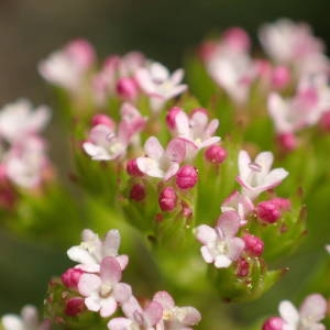 Photographie n°2178378 du taxon Centranthus calcitrapae (L.) Dufr. [1811]