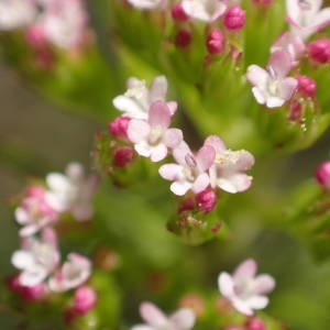 Photographie n°2178380 du taxon Centranthus calcitrapae (L.) Dufr. [1811]