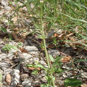 Photographie n°2178382 du taxon Centranthus calcitrapae (L.) Dufr. [1811]