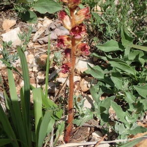 Photographie n°2178395 du taxon Orobanche gracilis Sm. [1798]