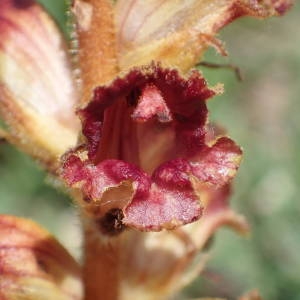 Photographie n°2178396 du taxon Orobanche gracilis Sm. [1798]