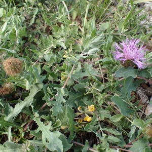 Photographie n°2178411 du taxon Centaurea pectinata L. [1763]