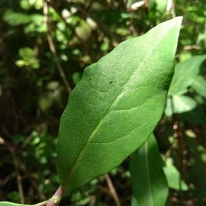 Photographie n°2178413 du taxon Lonicera periclymenum L. [1753]
