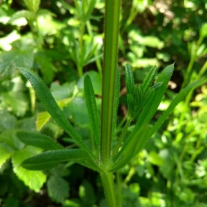 Photographie n°2178442 du taxon Galium aparine L. [1753]