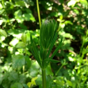 Photographie n°2178443 du taxon Galium aparine L. [1753]