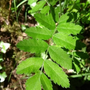 Photographie n°2178450 du taxon Sorbus aucuparia L. [1753]