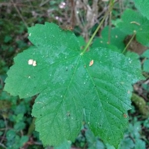 Photographie n°2178452 du taxon Acer pseudoplatanus L. [1753]