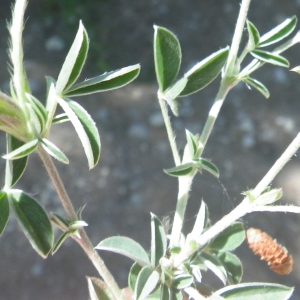 Photographie n°2178495 du taxon Argyrolobium zanonii (Turra) P.W.Ball