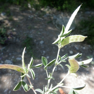 Photographie n°2178496 du taxon Argyrolobium zanonii (Turra) P.W.Ball