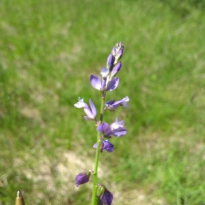 Photographie n°2178503 du taxon Polygala vulgaris L. [1753]