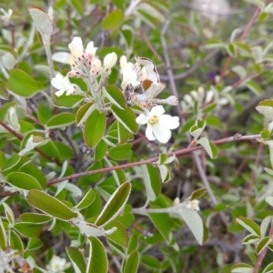 Photographie n°2178516 du taxon Amelanchier ovalis Medik. [1793]