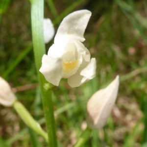 Photographie n°2178535 du taxon Cephalanthera longifolia (L.) Fritsch [1888]