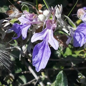 Photographie n°2178536 du taxon Teucrium fruticans L. [1753]