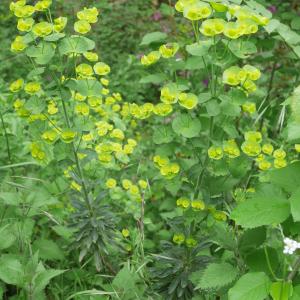 Photographie n°2178556 du taxon Euphorbia amygdaloides L.