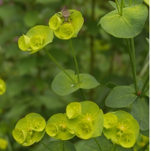 Photographie n°2178557 du taxon Euphorbia amygdaloides L.