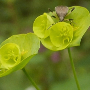 Photographie n°2178558 du taxon Euphorbia amygdaloides L.