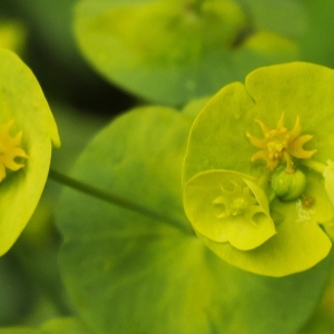 Photographie n°2178562 du taxon Euphorbia amygdaloides L.