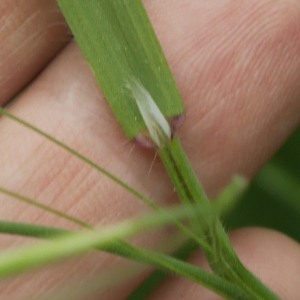 Photographie n°2178579 du taxon Anisantha sterilis (L.) Nevski [1934]