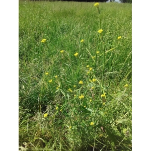 Brassica juncea (L.) Czern. (Chou faux jonc)