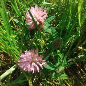 Photographie n°2178601 du taxon Trifolium pratense L. [1753]