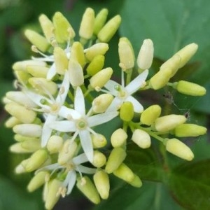 Photographie n°2178641 du taxon Cornus sanguinea L. [1753]