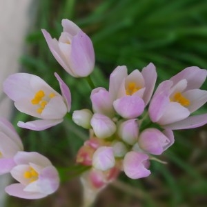 Photographie n°2178646 du taxon Allium roseum L. [1753]