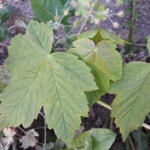 Photographie n°2178655 du taxon Acer pseudoplatanus L. [1753]