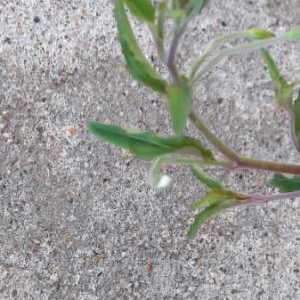 Photographie n°2178663 du taxon Epilobium lanceolatum Sebast. & Mauri [1818]