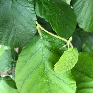 Photographie n°2178681 du taxon Corylus avellana L. [1753]