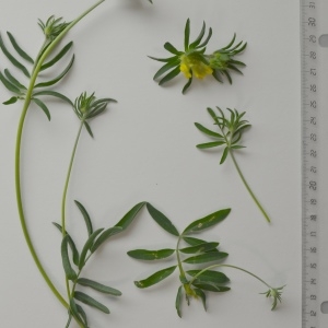 Photographie n°2178684 du taxon Anthyllis vulneraria L. [1753]
