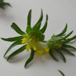 Photographie n°2178685 du taxon Anthyllis vulneraria L. [1753]