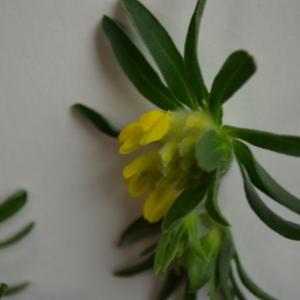 Photographie n°2178686 du taxon Anthyllis vulneraria L. [1753]