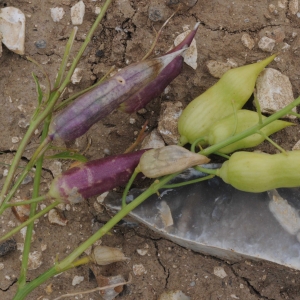 Photographie n°2178700 du taxon Raphanus raphanistrum subsp. sativus (L.) Domin [1910]