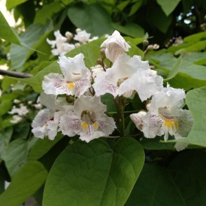 Photographie n°2178851 du taxon Catalpa bignonioides Walter [1788]