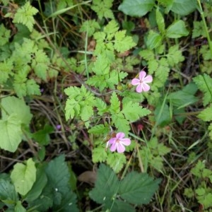 Photographie n°2178874 du taxon Geranium robertianum L. [1753]