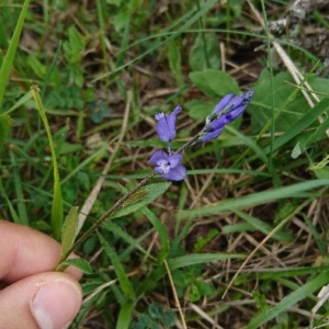 Photographie n°2178903 du taxon Polygala vulgaris L. [1753]