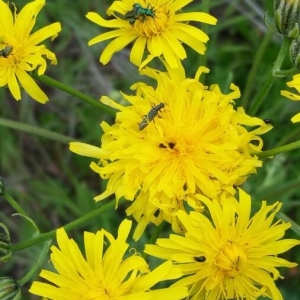 Photographie n°2179003 du taxon Crepis biennis L. [1753]