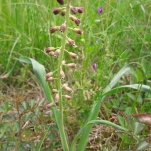 Photographie n°2179004 du taxon Muscari comosum (L.) Mill. [1768]