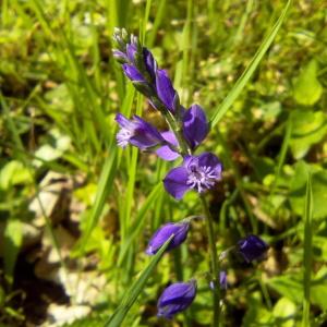 Photographie n°2179017 du taxon Polygala comosa Schkuhr [1796]