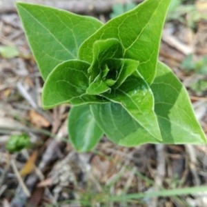 Photographie n°2179026 du taxon Mirabilis jalapa L. [1753]