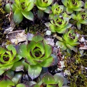 Photographie n°2179036 du taxon Sempervivum tectorum L.